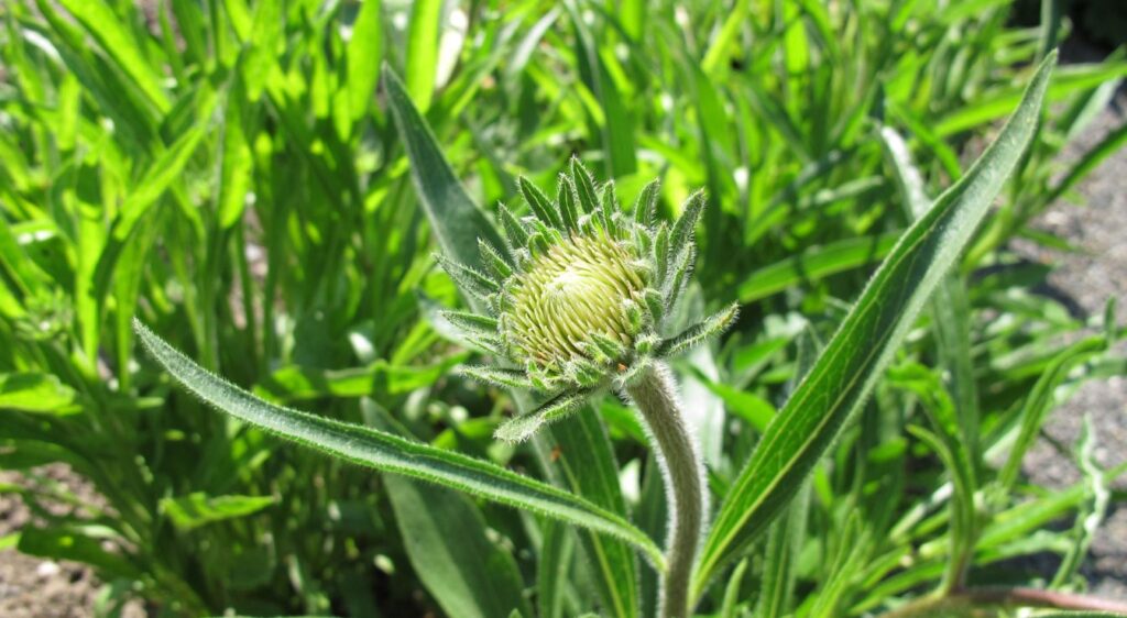 echinacea pallida plants