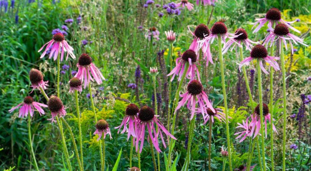 echinacea pallida entretien