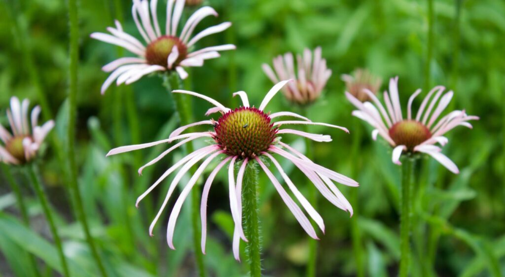 echinacea pallida