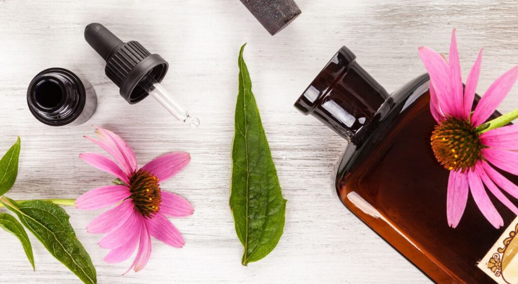 échinacée bienfaits