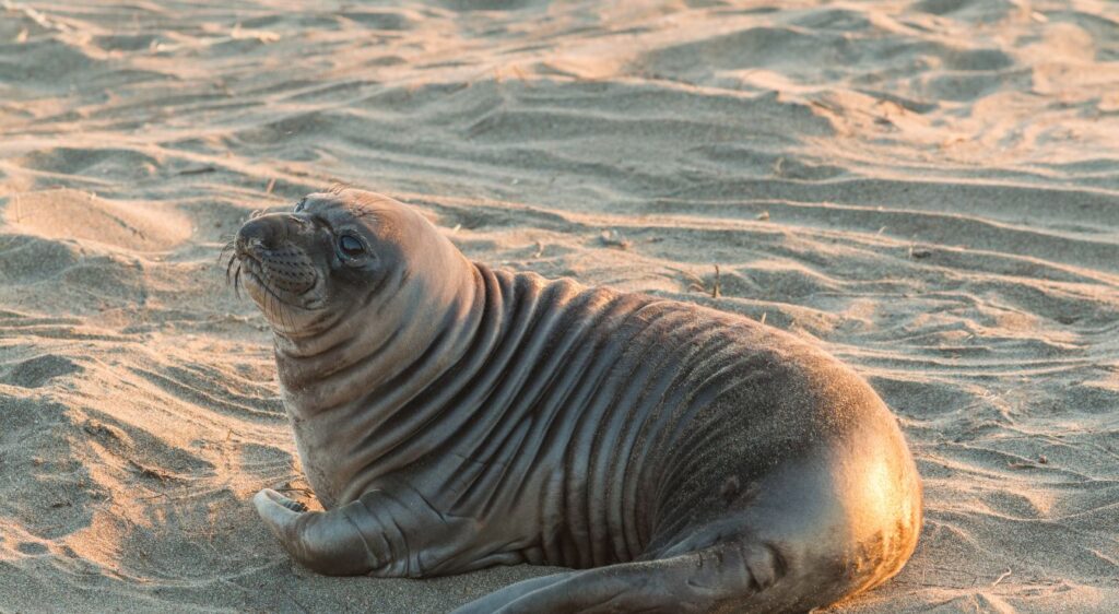éléphant de mer