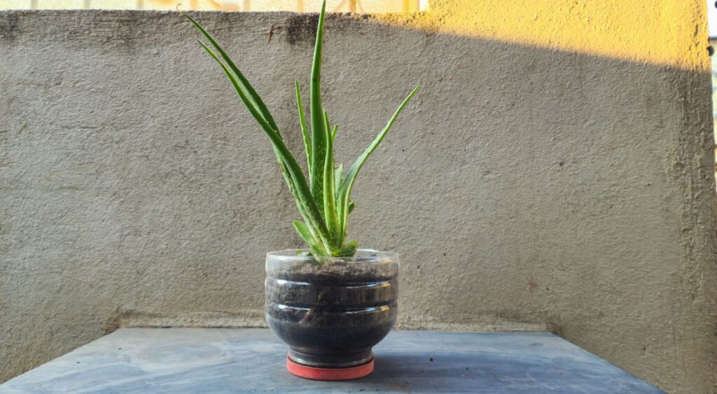 entretien de l'aloe vera