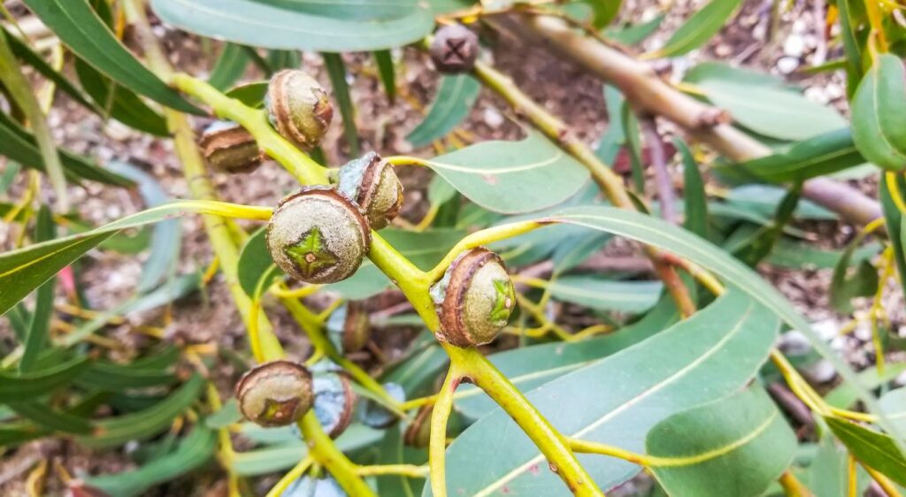 eucalyptus fruit