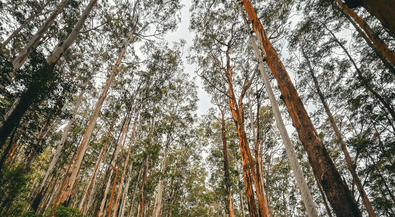 forêt d'eucalyptus