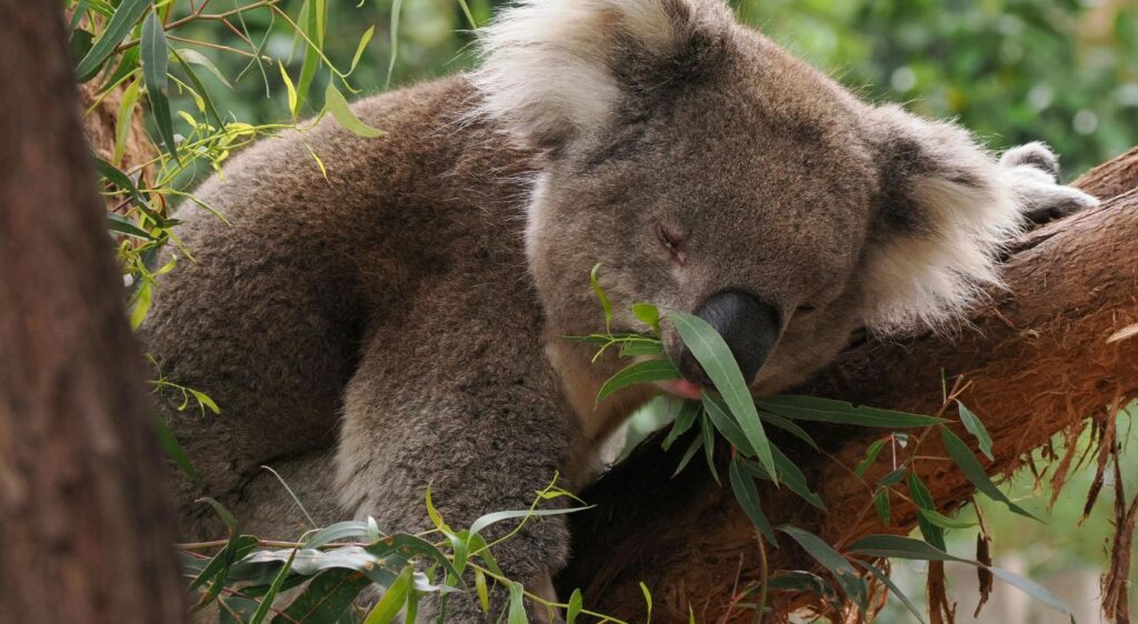 eucalyptus koala