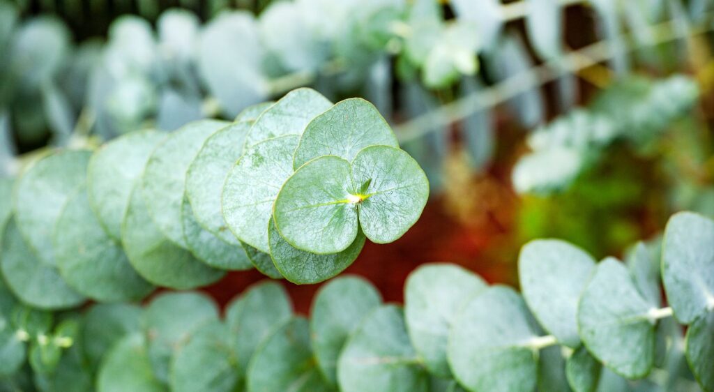 eucalyptus pulverulenta baby blue