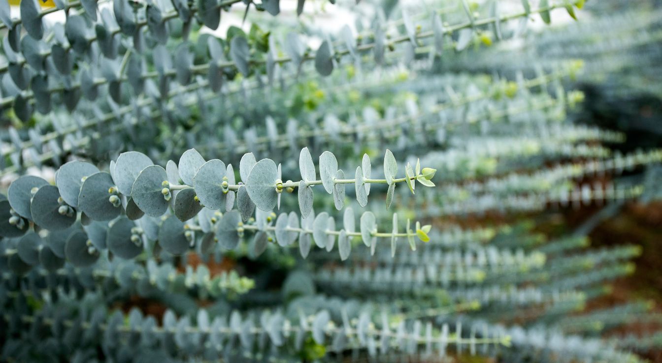 eucalyptus pulverulenta