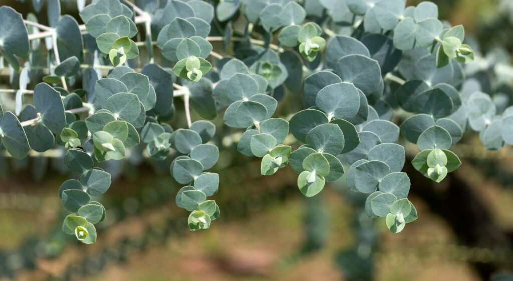 eucalyptus baby blue