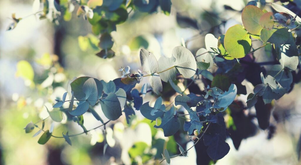 eucalyptus cendré taille