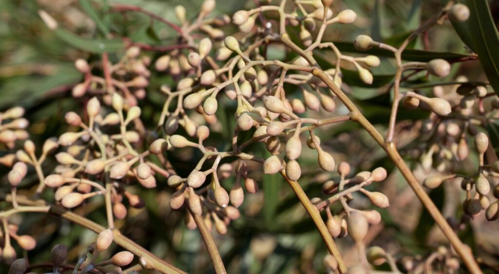 eucalyptus citriodora fruit