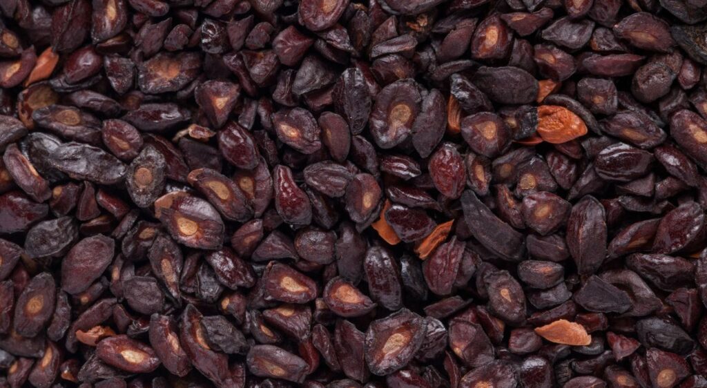 eucalyptus citriodora graine