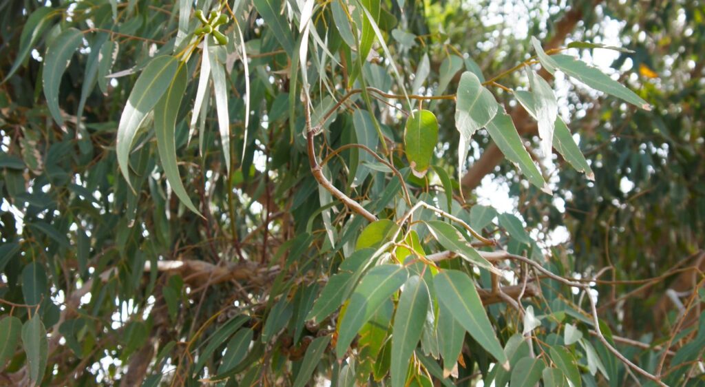 eucalyptus citriodora feuille