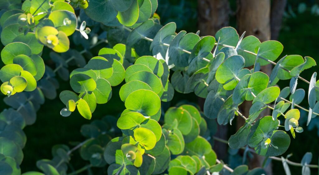 jeune eucalyptus gunnii
