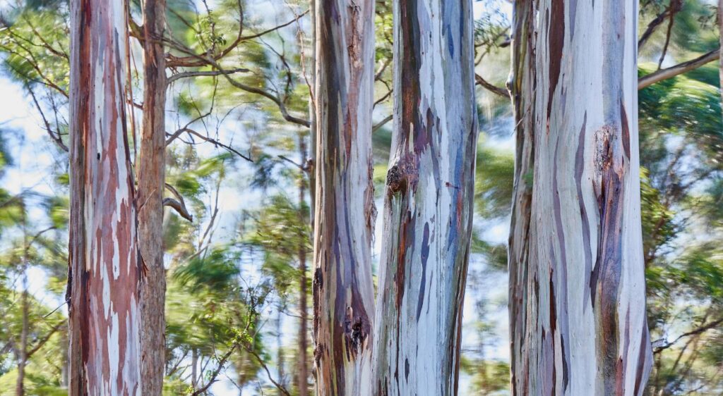 eucalyptus gunni