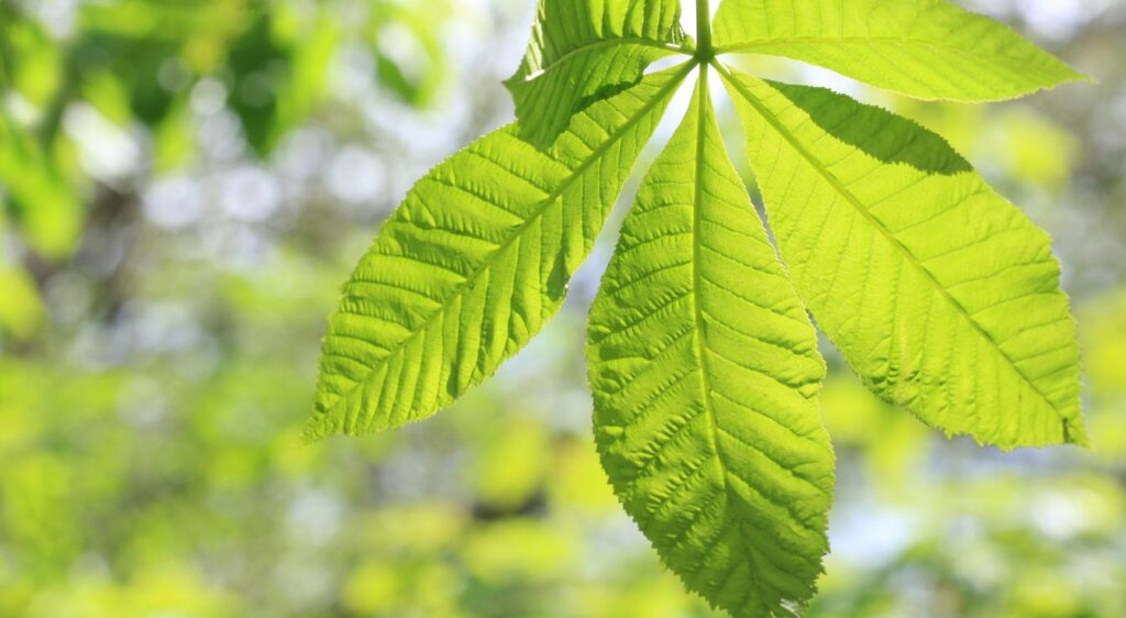 feuille de chataignier