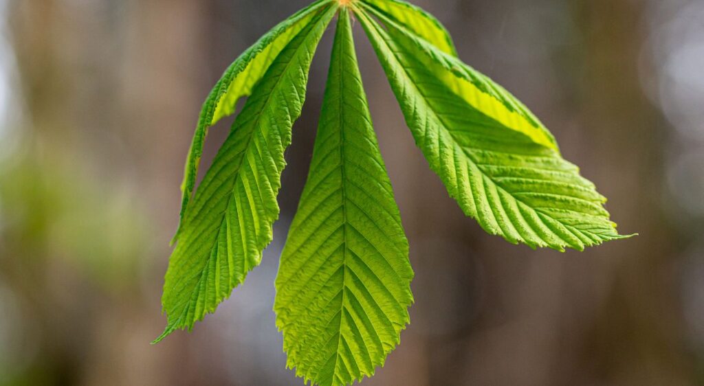 feuilles de chataignier