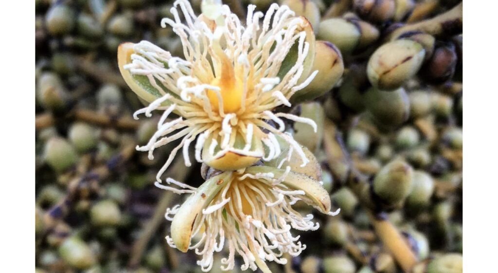 fleur de palmier à queue de renard