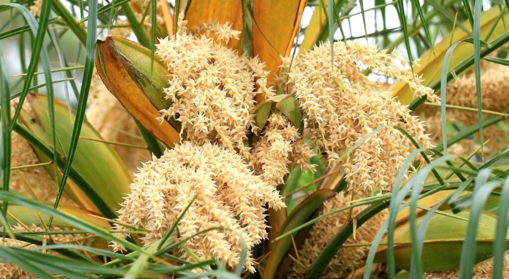 fleur de palmier dattier nain