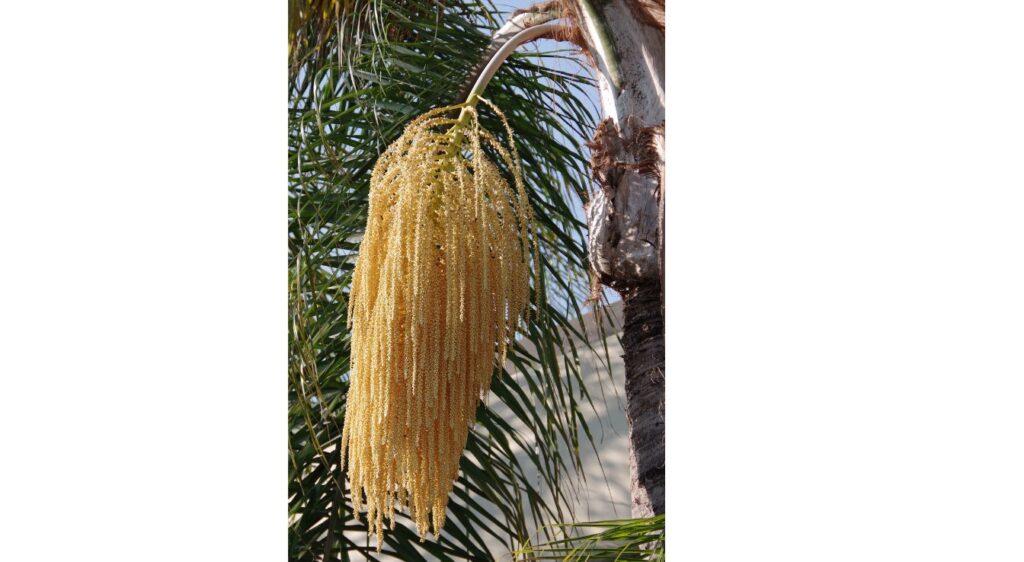 fleur de palmier de la reine