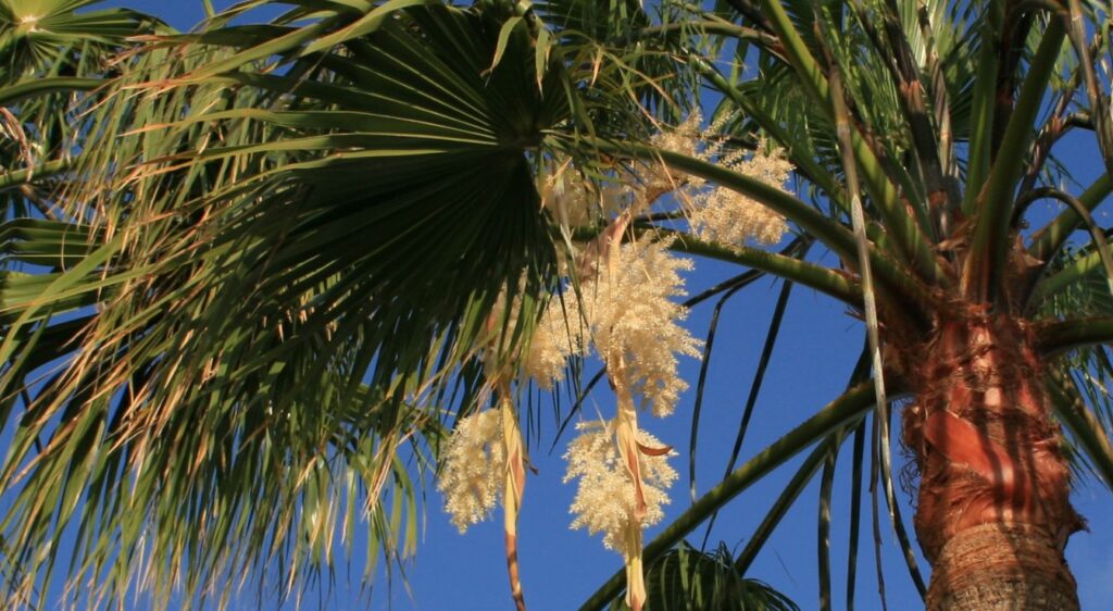 fleur de palmier washingtonia