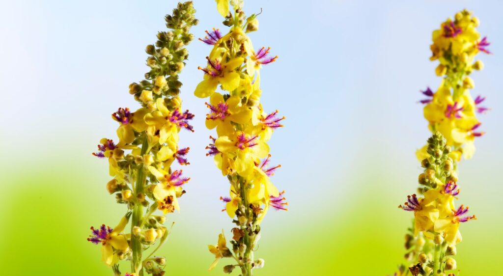 fleurs de bach perte de poids agrimony
