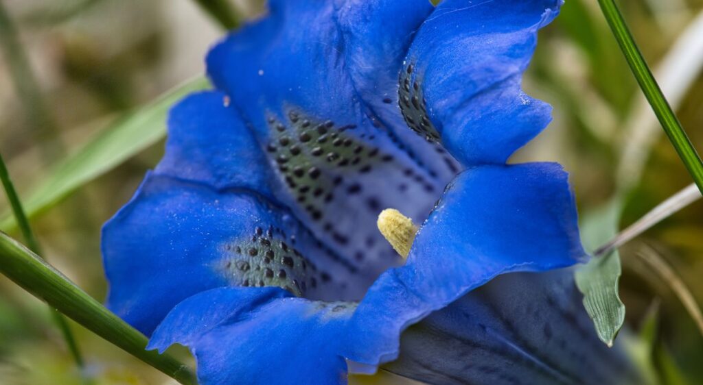fleurs de bach perte de poids gentian