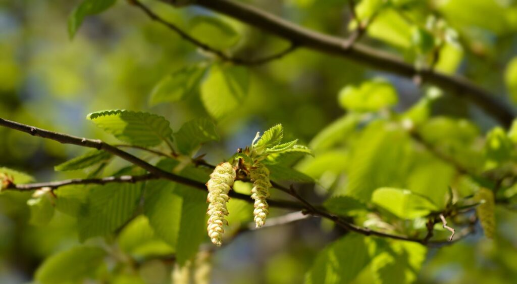 fleurs de bach perte de poids hornbeam
