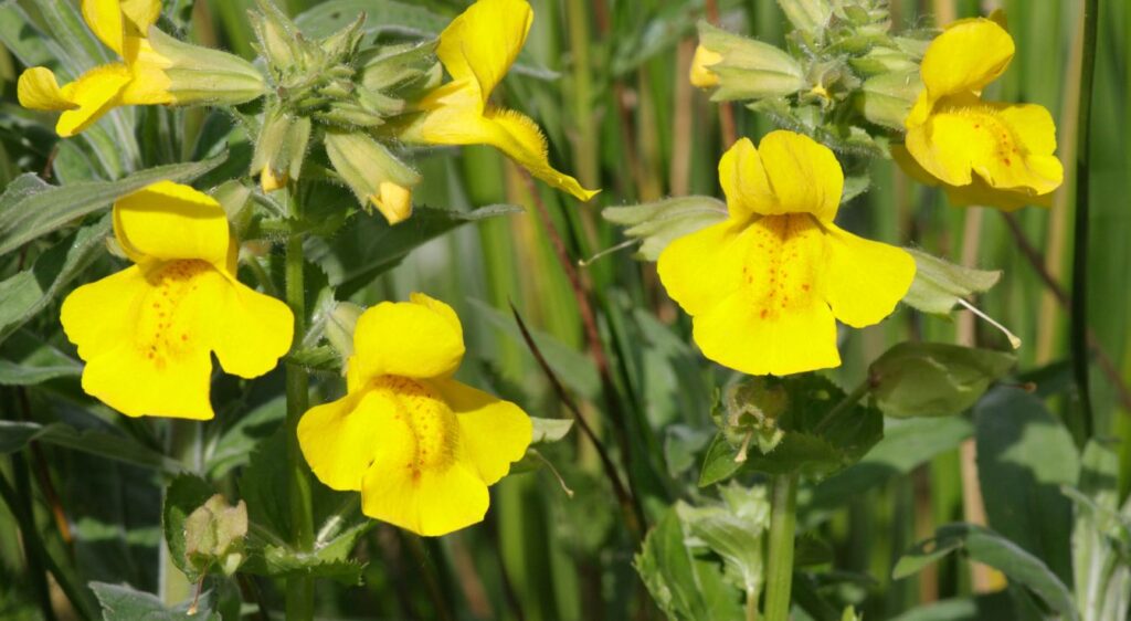 fleurs de bach pour la perte de poids mimulus
