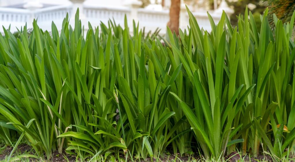 Hippeastrum feuilles