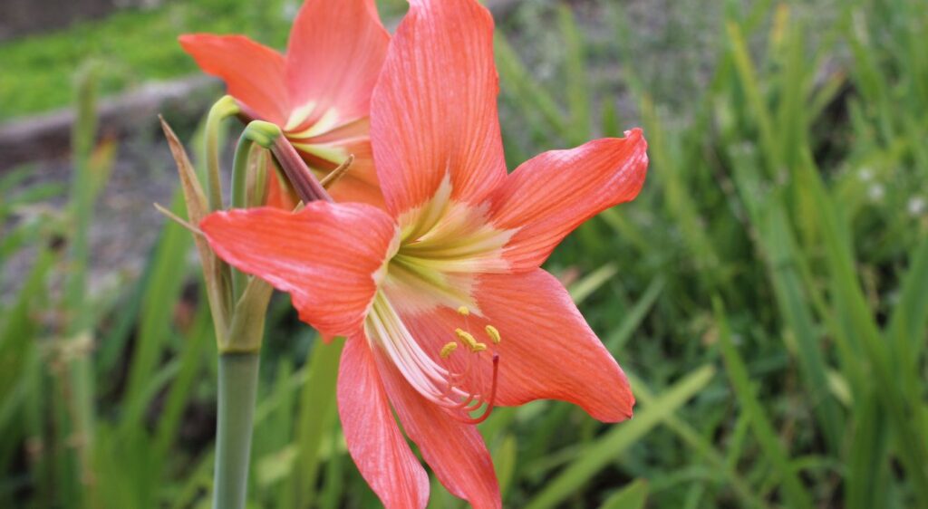 hippeastrum puniceum