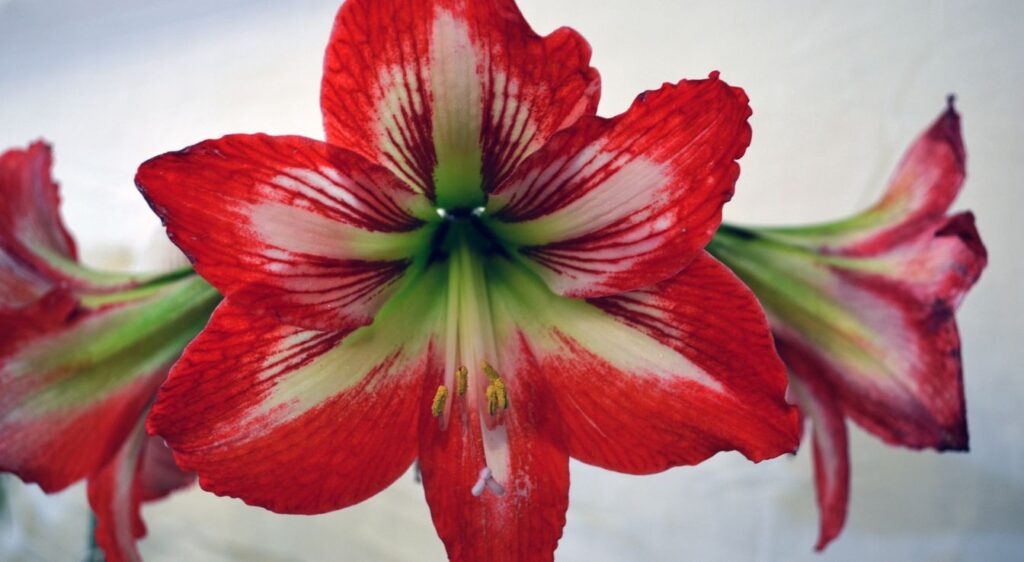Hippeastrum striatum