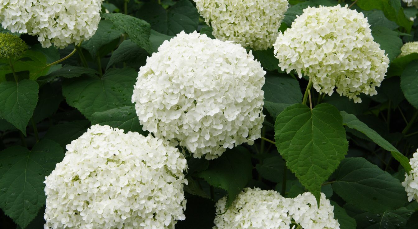 hortensia blanc entretien