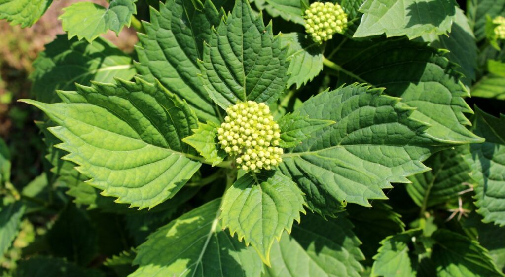 planter hortensia blancs
