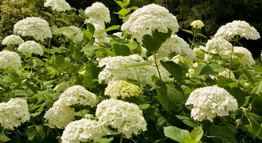 hortensia blanc