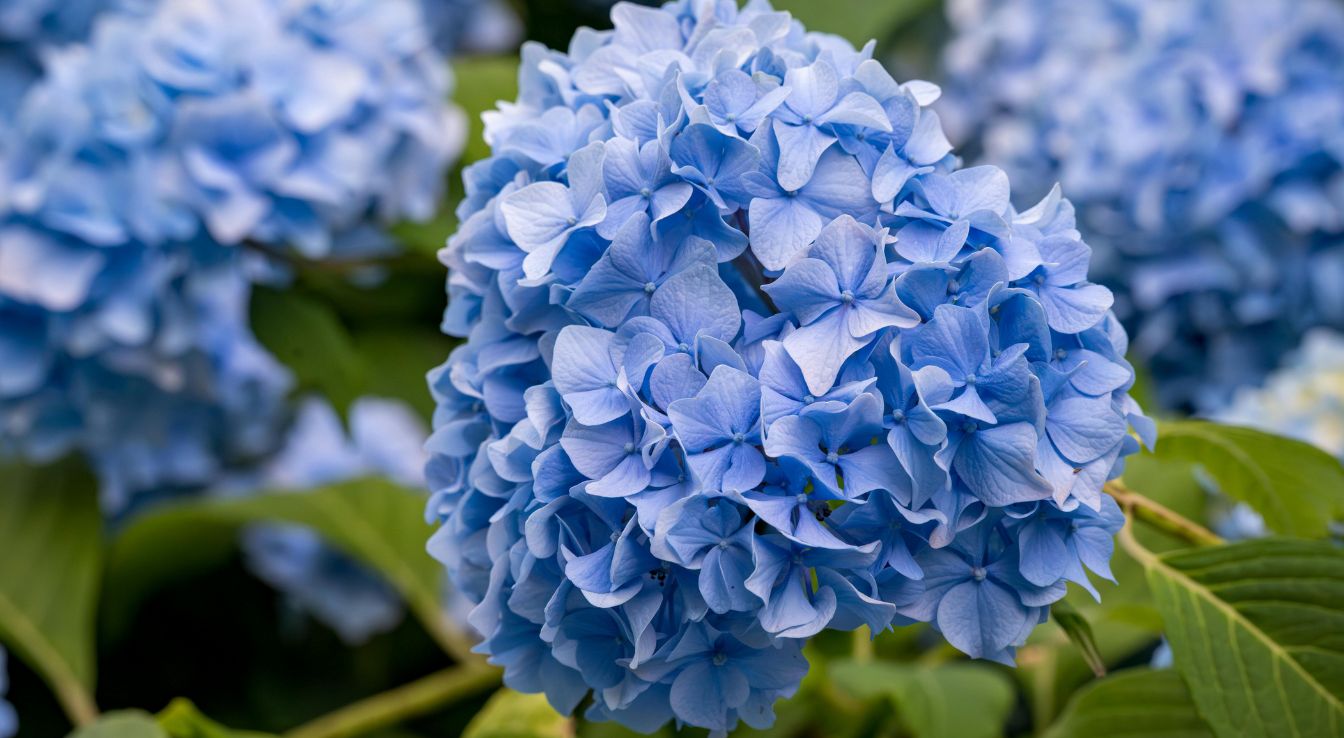 cultiver hortensia bleu