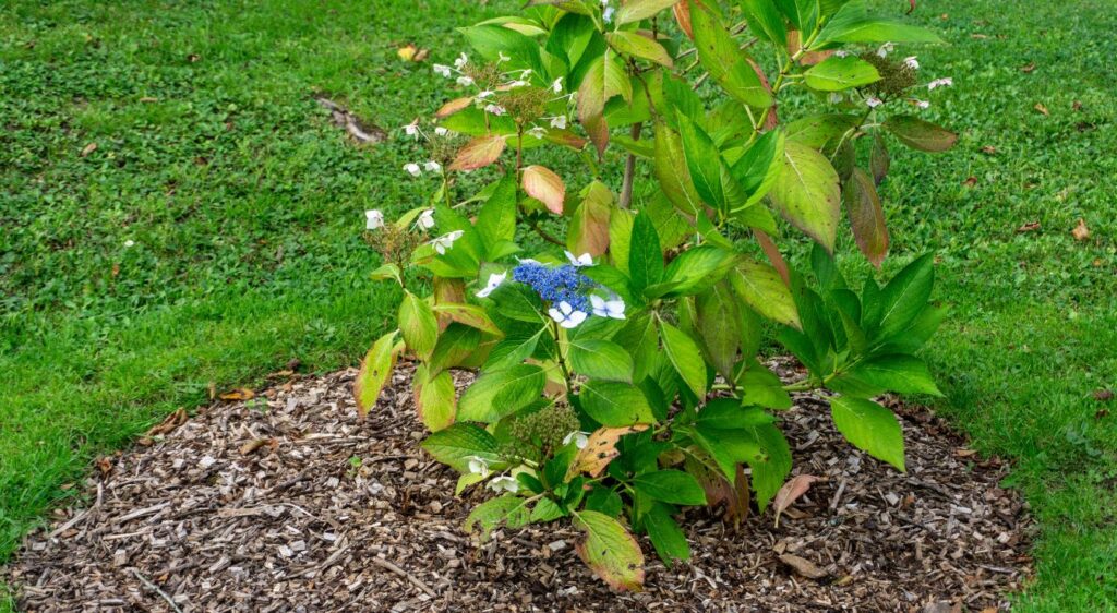 Planter hortensia bleu