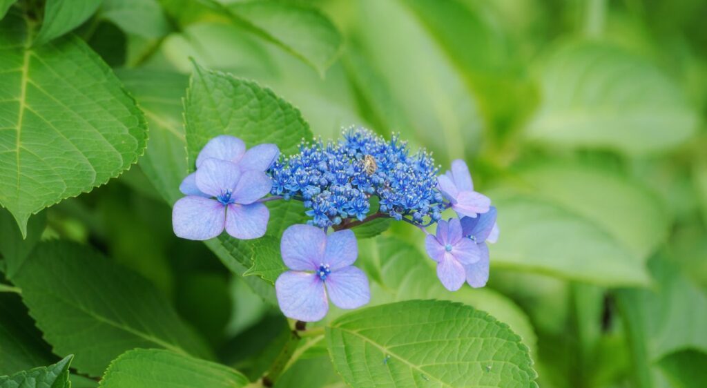 cultiver hortensia bleu