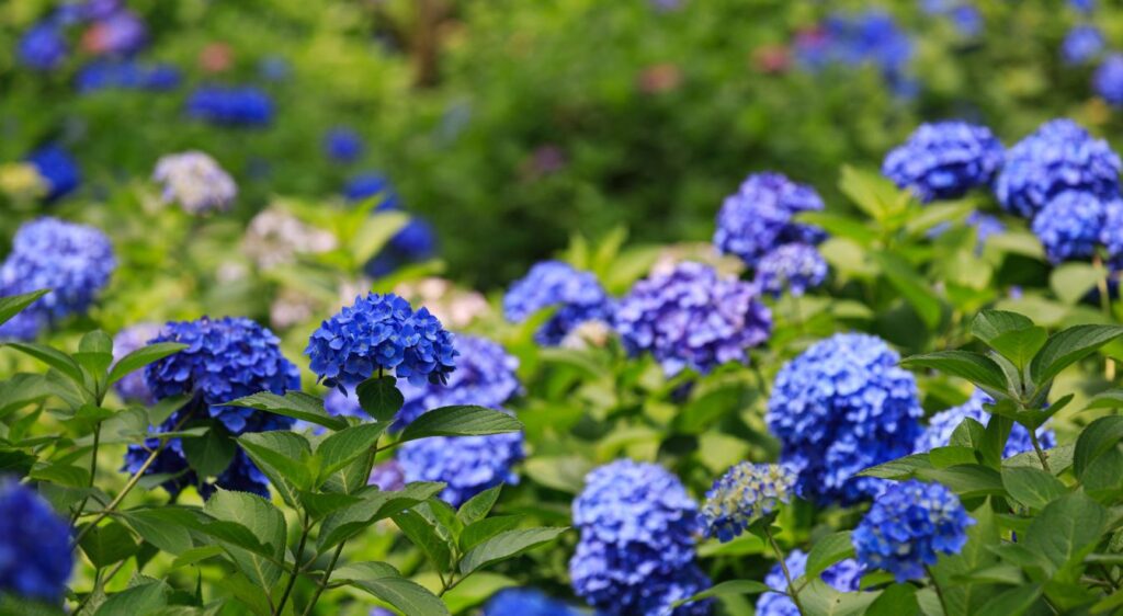 hortensia bleu