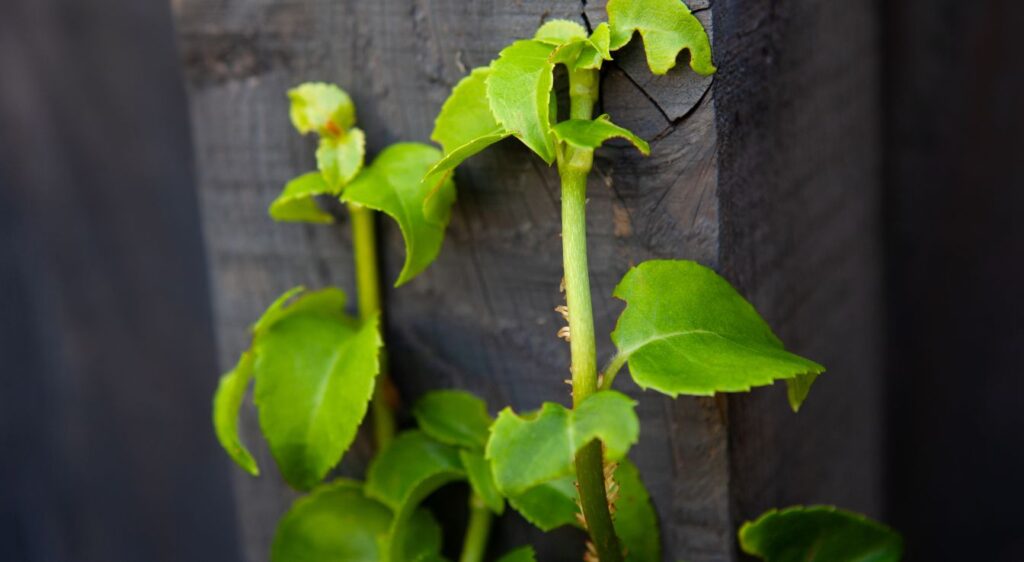 plenter hortensia grimpant