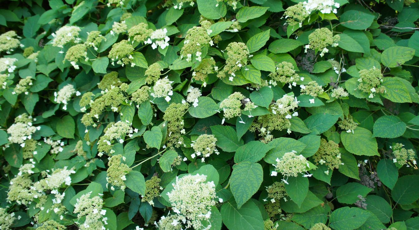hortensia grimpant floraison​