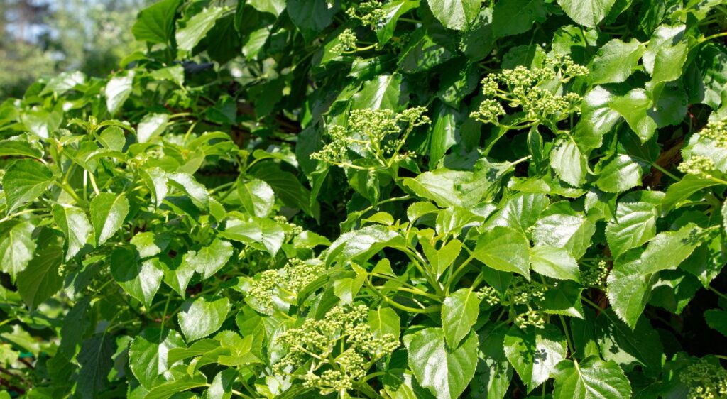 hortensia grimpant exposition