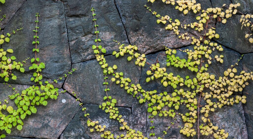 hortensia grimpant mur