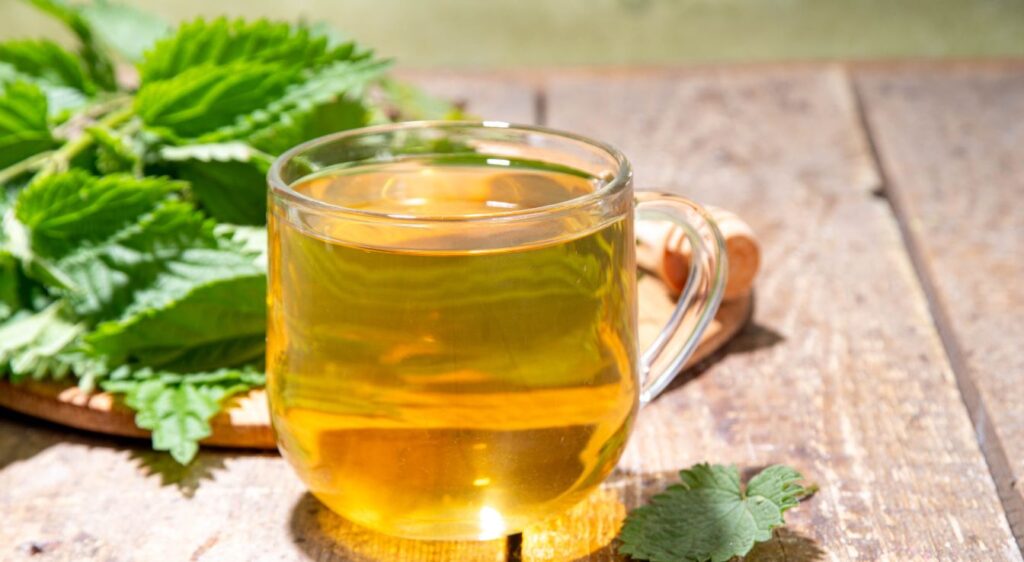 tisane d ortie bienfaits