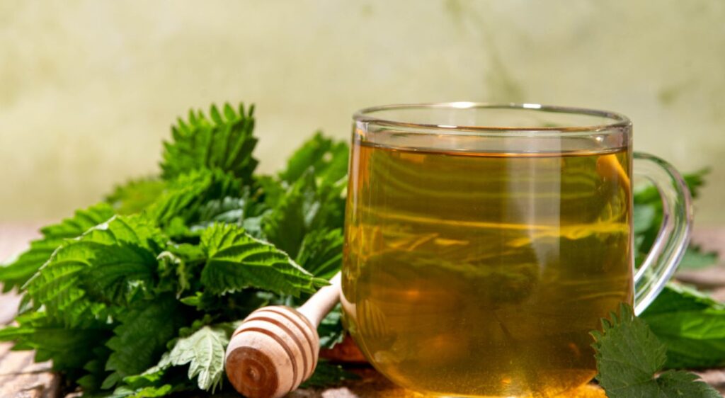infusion d'ortie bienfaits