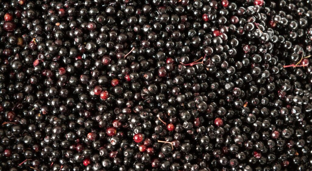 recette jus de sureau