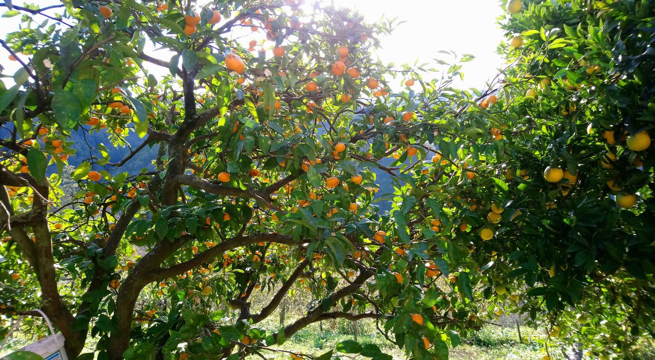 entretien mandarinier