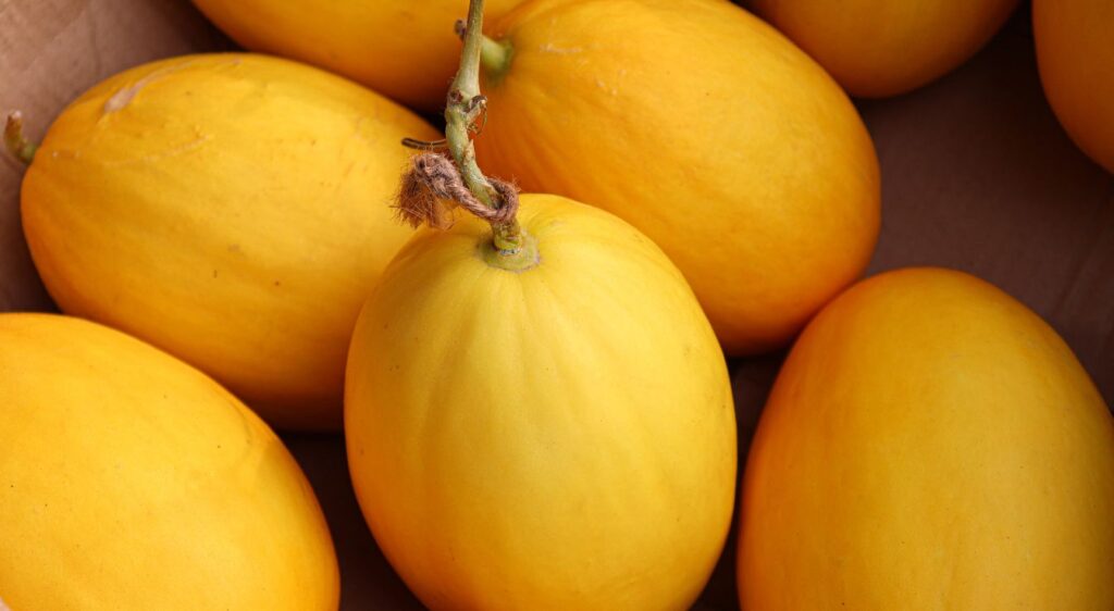maladies du melon comment choisir un melon jaune