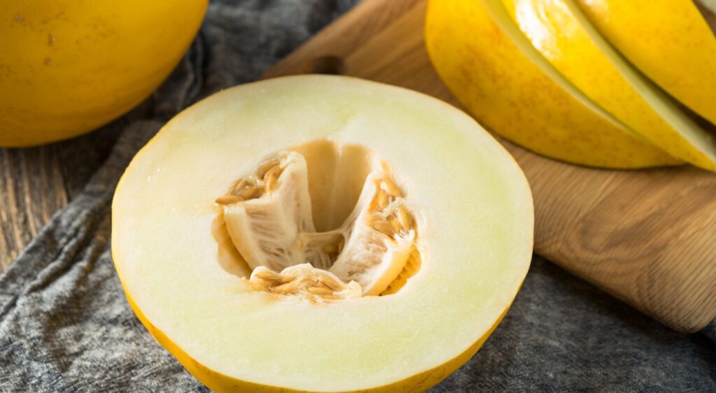 semis de melon jaune melon jaune