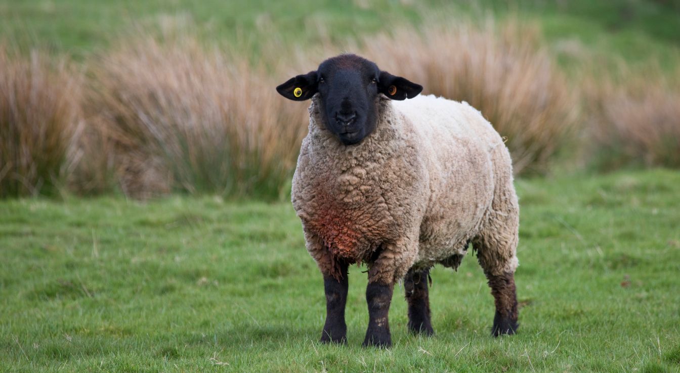 mouton Suffolk