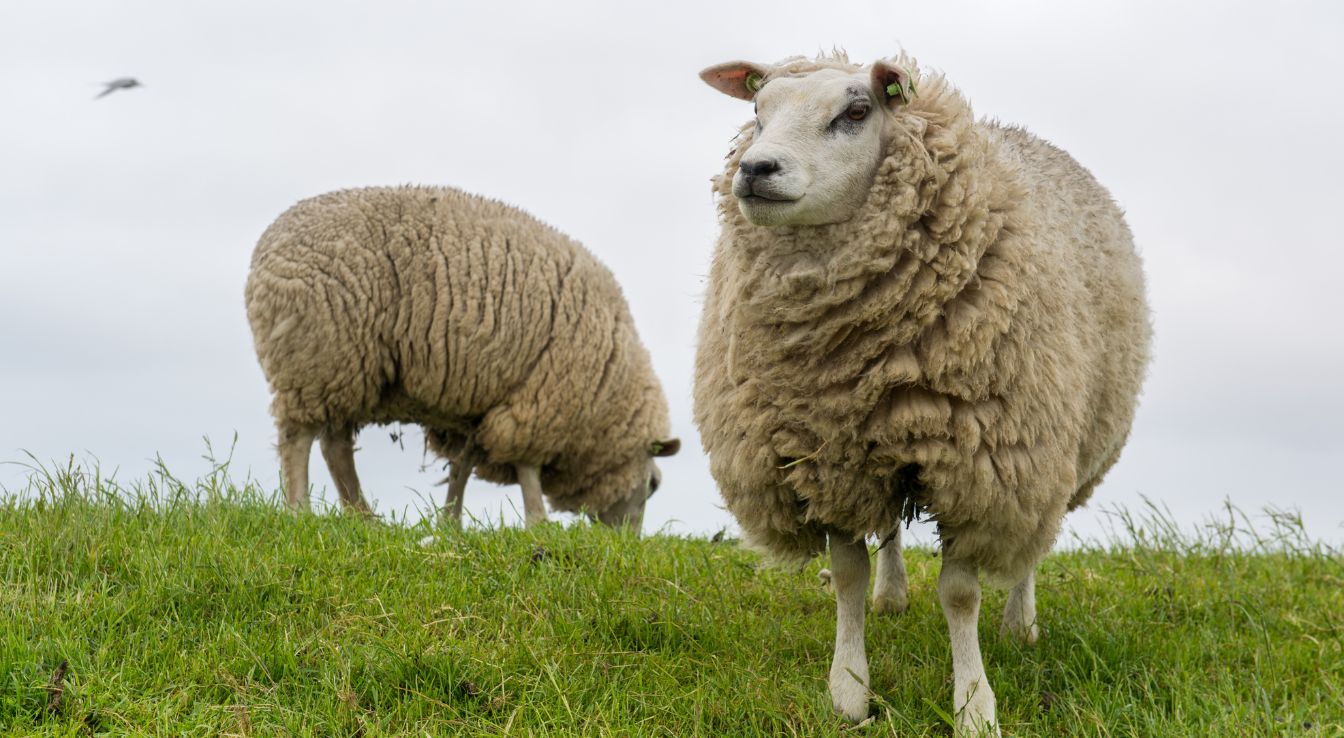 mouton Texel